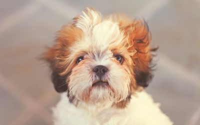 5 Things You Didn’t Know About Shit-Tzu’s