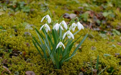 Spring Equinox