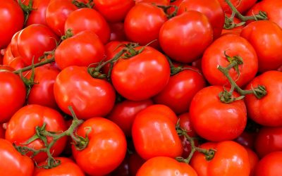 Tomato Tuesday